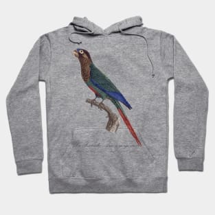 La Perruche Ara, a gorge variee Parakeet - Jacques Barraband 19th century Illustration Hoodie